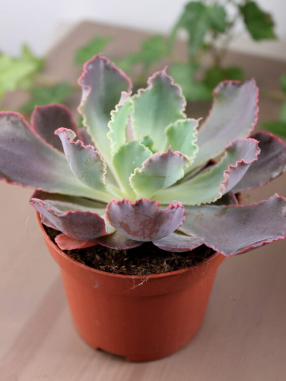 Эхеверия Шавиана Пинк Фриллc ⌀8 