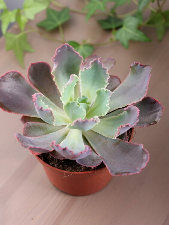 Эхеверия Шавиана Пинк Фриллc ⌀8 