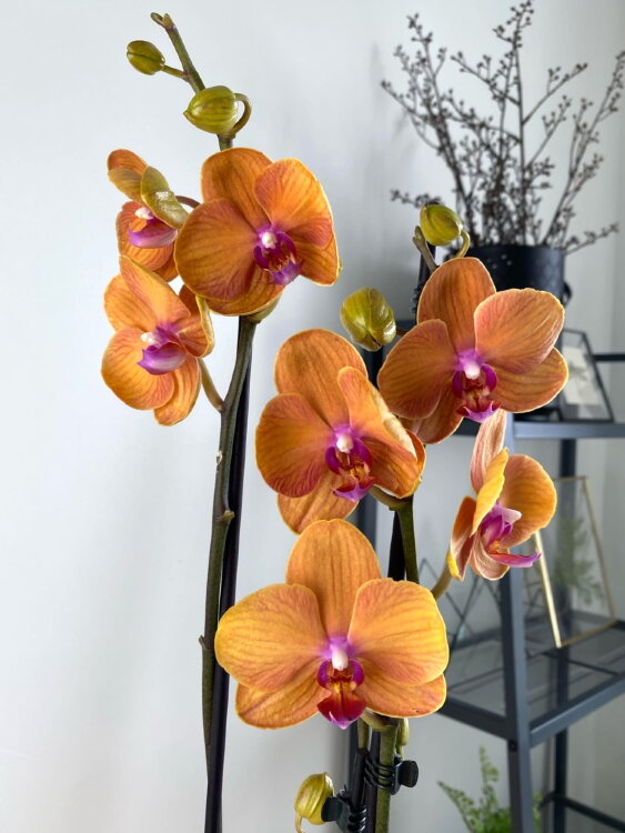 Орхидея Фаленопсис Голден Брик 2 ст 
