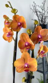 Орхидея Фаленопсис Голден Брик 2 ст 