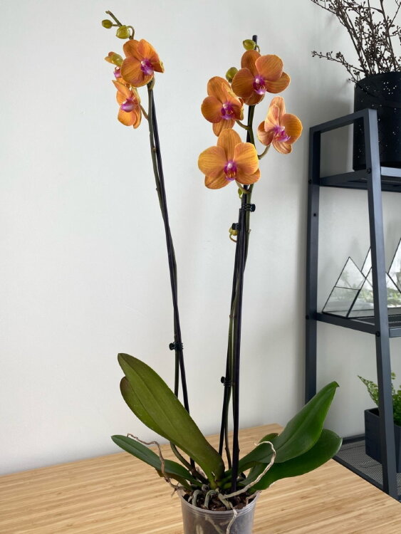 Орхидея Фаленопсис Голден Брик 2 ст 