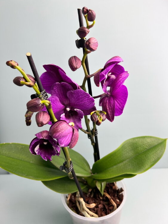 Орхидея Фаленопсис Блэк Бир 2 ст 