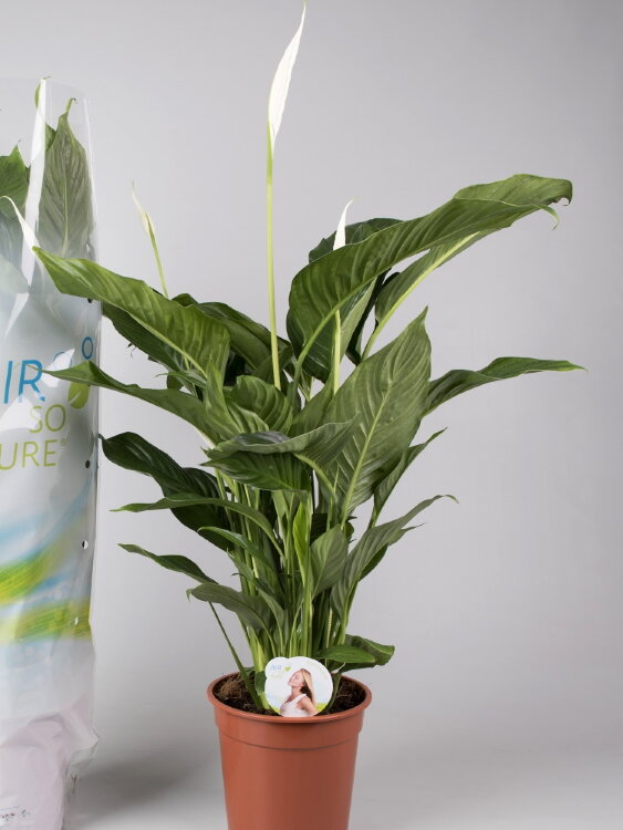 Спатифиллум Свит Лауретта ⌀24 90 см 