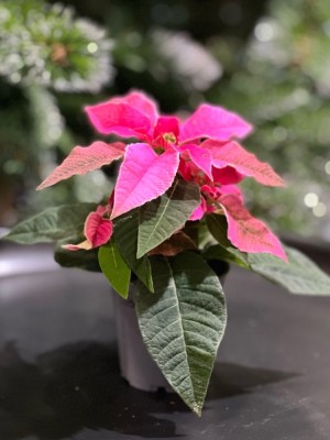 Пуансеттия розовая ⌀6 15 см