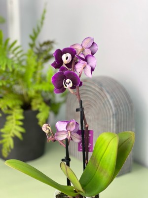 Орхидея Фаленопсис мини Наоми ⌀6 20 см