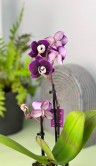 Орхидея Фаленопсис мини Наоми ⌀6 20 см 