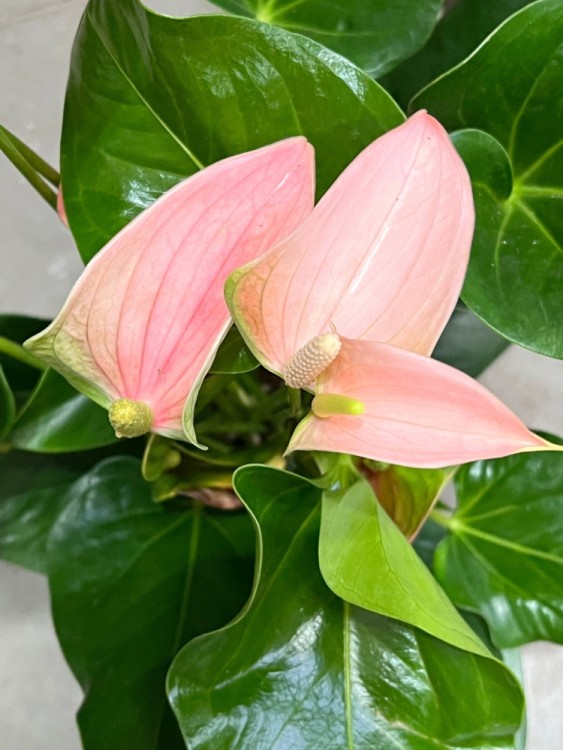 Антуриум Джоли Персиковый ⌀17 60 см 