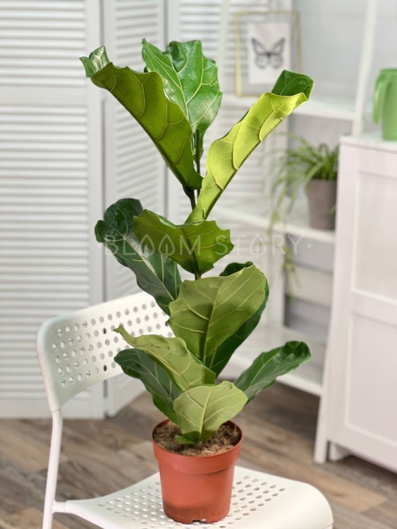 Фикус Лирата ⌀17 90 см 