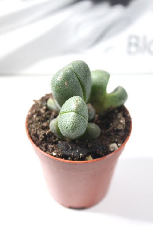 Литопс Плейоспилос 