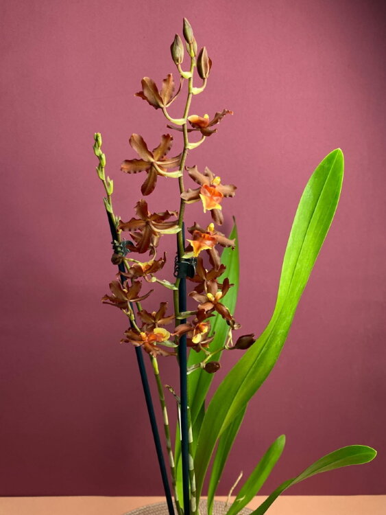Орхидея Камбрия шоколадная 1 ст 