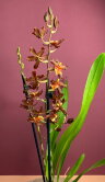 Орхидея Камбрия шоколадная 1 ст 