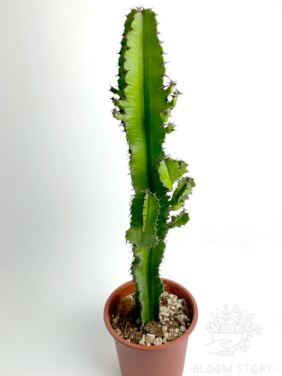 Эуфорбия ⌀17 60 см 