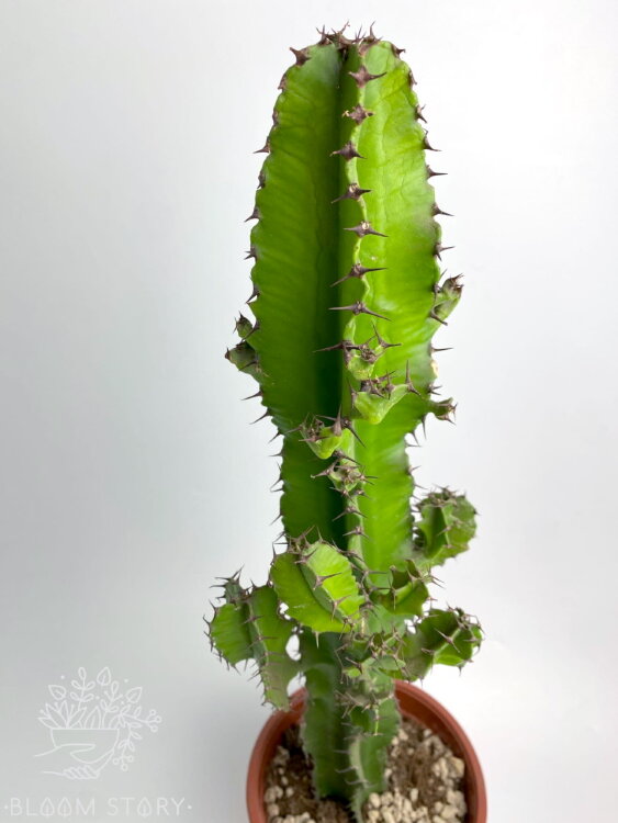 Эуфорбия ⌀17 60 см 