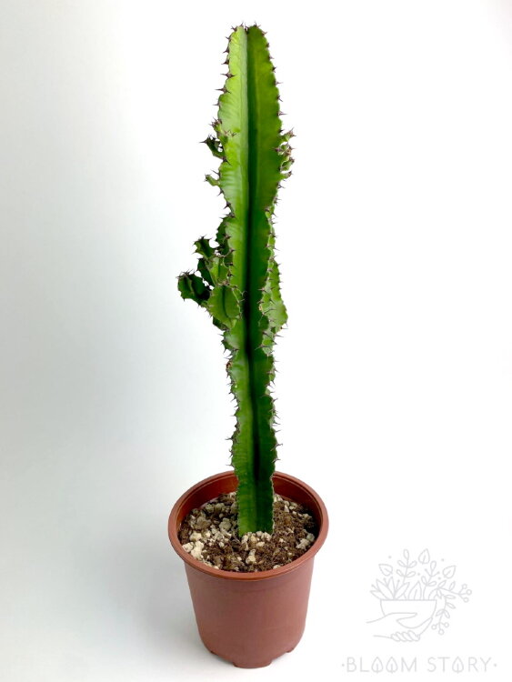 Эуфорбия ⌀17 60 см 