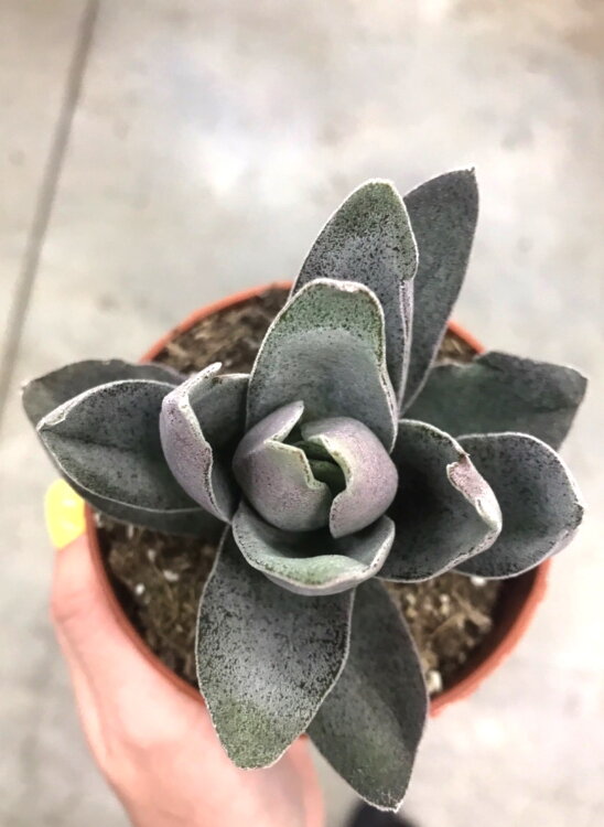 Крассула Гарнет Лотус ⌀13 