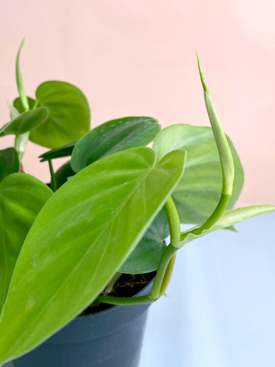 Филодендрон Сканденс ⌀12 25 см 