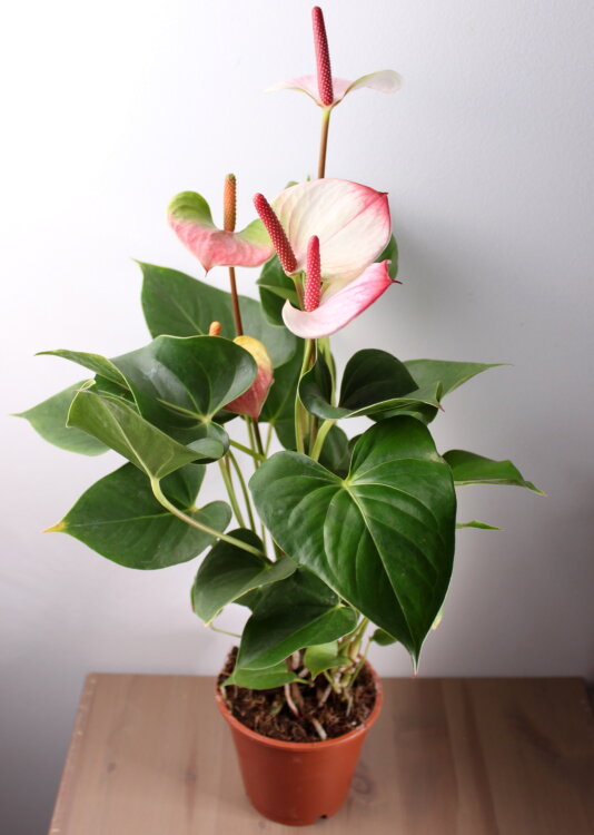 Антуриум Принцесса Амалия ⌀12 45 см 