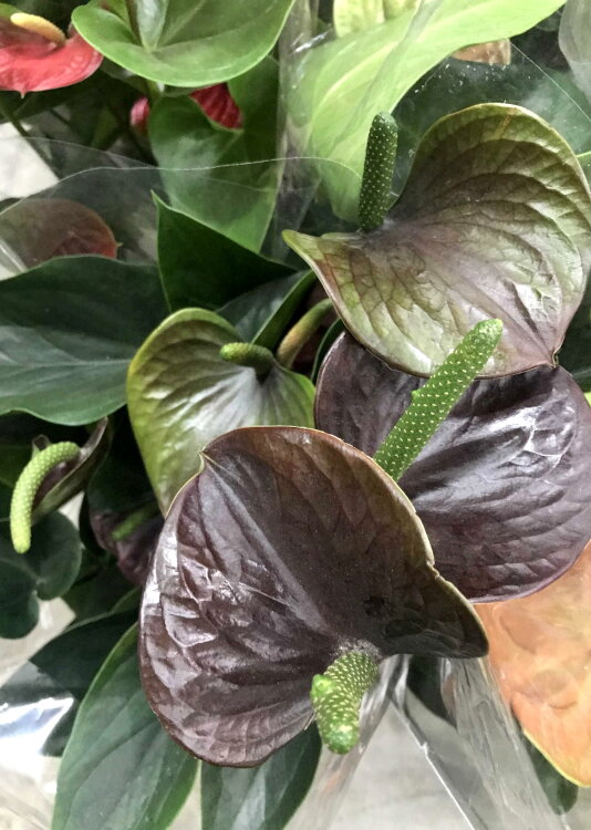 Антуриум Шоколад ⌀14 50 см 