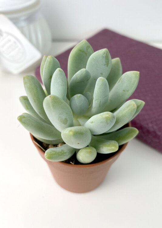 Пахиверия Шейдекери ⌀5 