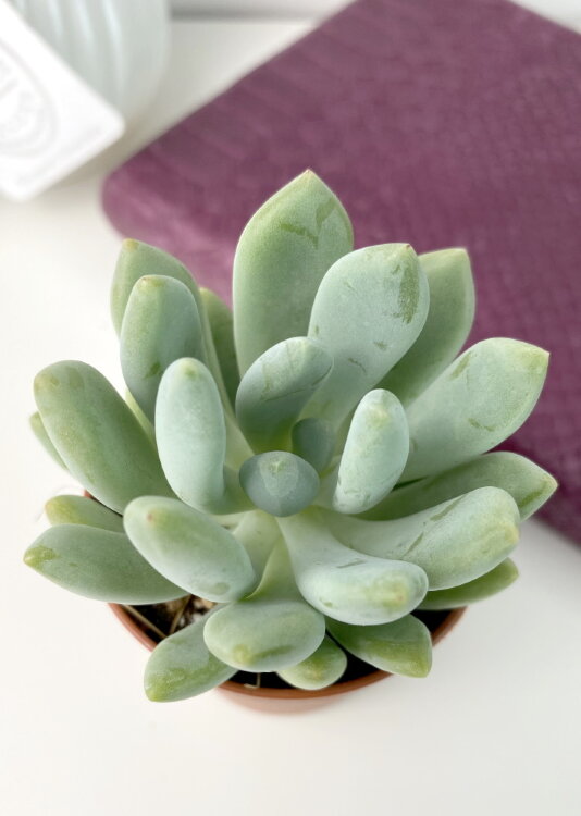 Пахиверия Шейдекери ⌀5 