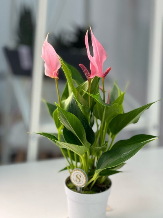 Антуриум Лили ⌀7 25 см 