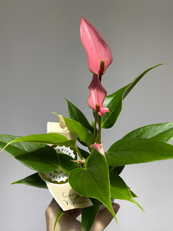 Антуриум Лили ⌀7 25 см 