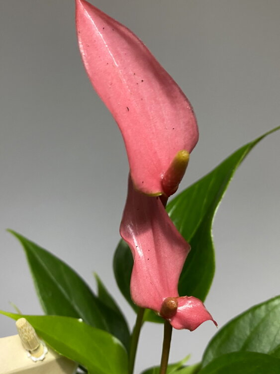 Антуриум Лили ⌀7 25 см 