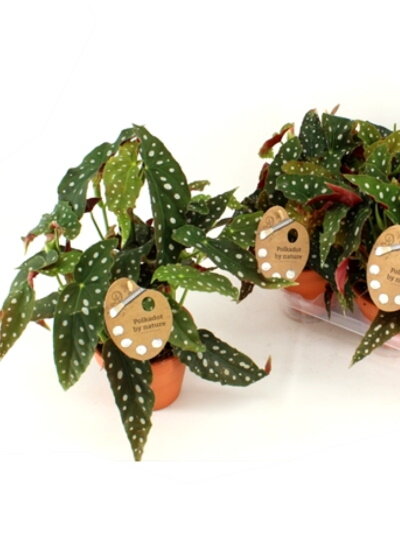 Бегония Макулата ⌀14 30 см 