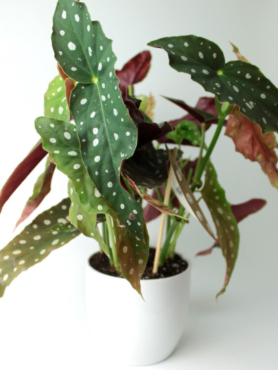 Бегония Макулата ⌀14 30 см 