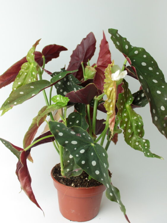 Бегония Макулата ⌀14 30 см 