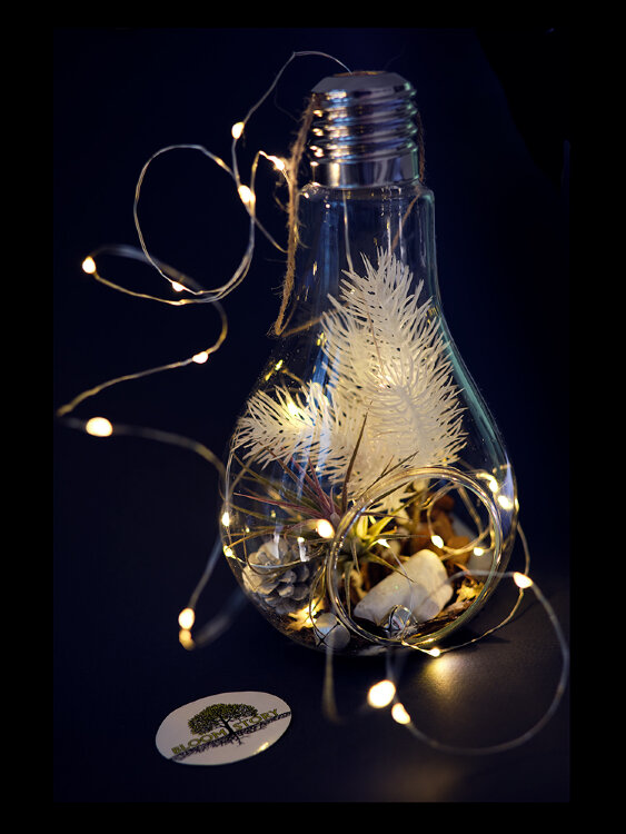 Тилландсия в большой лампочке 