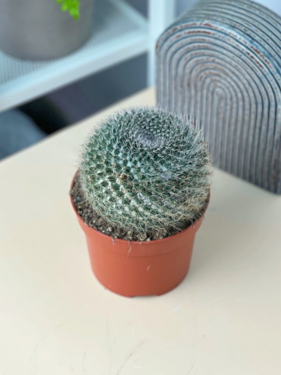 Маммиллярия Ханиана ⌀12  Маммиллярия Ханиана ⌀12