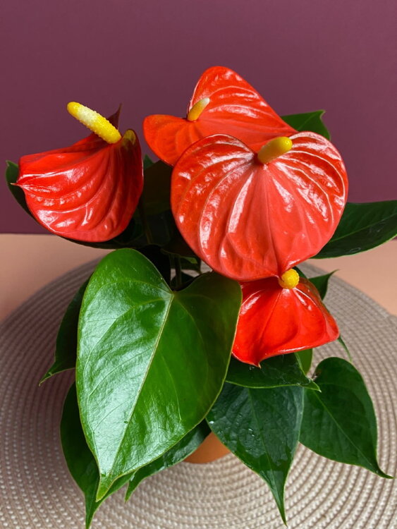 Антуриум оранжевый ⌀9 25 см  Антуриум оранжевый ⌀9 25 см