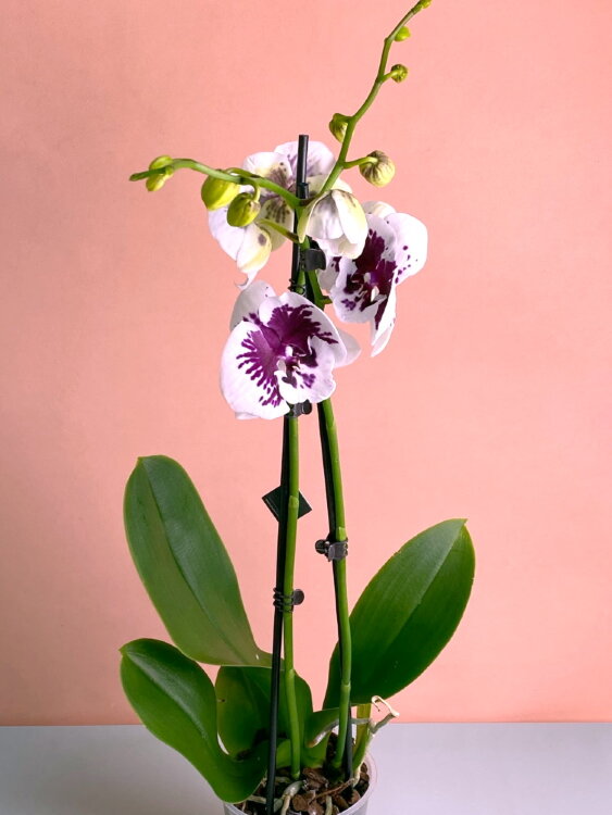 Орхидея Фаленопсис Спарклинг Кизз 2 ст 