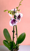 Орхидея Фаленопсис Спарклинг Кизз 2 ст 