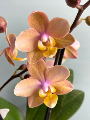 Орхидея Мультифлора Сцентион (Арома)
