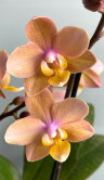 Орхидея Мультифлора Сцентион 