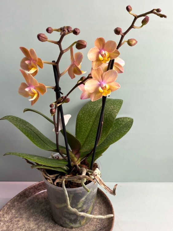 Орхидея Мультифлора Сцентион (Арома) ⌀12 40 см 