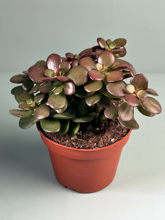 Крассула Овата Кросби ⌀10 