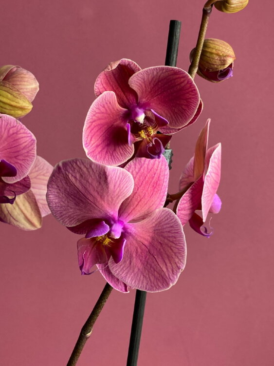 Орхидея Фаленопсис Азиан Корал 1 ст 