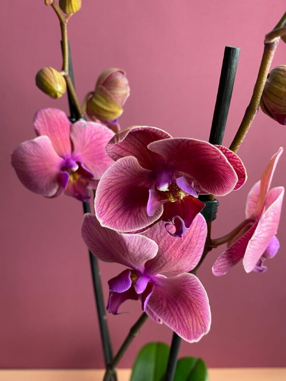 Орхидея Фаленопсис Азиан Корал 1 ст 