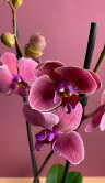 Орхидея Фаленопсис Азиан Корал 1 ст 
