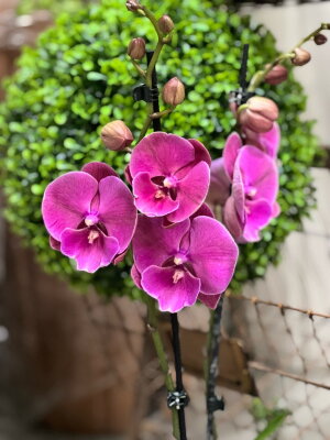 Орхидея Фаленопсис Ред Роуз Биг Лип ⌀12 65 см