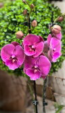 Орхидея Фаленопсис Ред Роуз Биг Лип ⌀12 65 см 