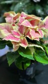 Пуансеттия бело-розовая ⌀10 35 см 