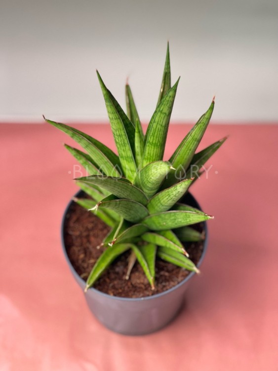 Сансевиерия Джевел Краун ⌀12 35 см 