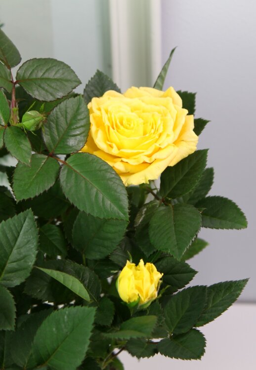 Роза Патио Жёлтая Лара 