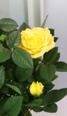 Роза Патио Жёлтая Лара 