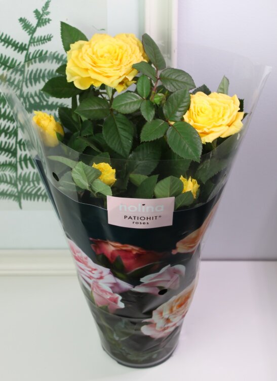 Роза Патио Жёлтая Лара 