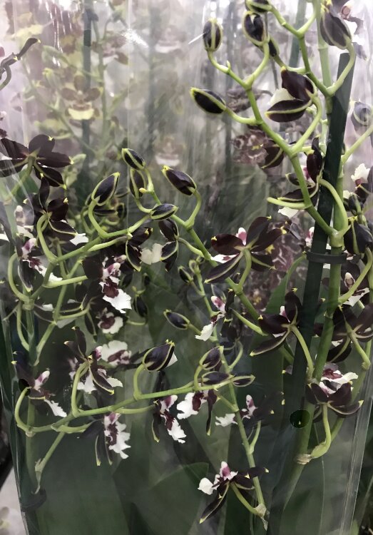 Орхидея Камбрия чёрная 2 ст 